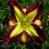 Hemerocallis Roseef Kennedy